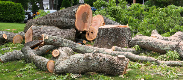 Towanda, PA Tree Services Company