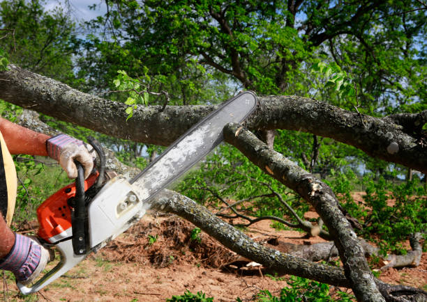 How Our Tree Care Process Works  in  Towanda, PA